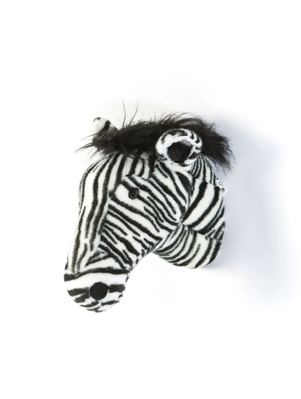 Head Zebra Daniel