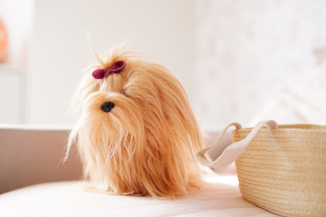 Perro Yorkshire