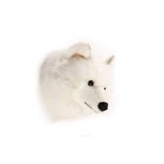 Head White Wolf Lucy