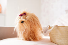 Perro Yorkshire
