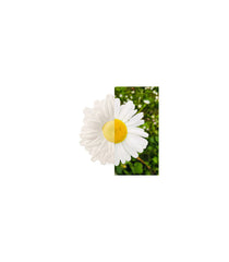 Margarita the Daisy