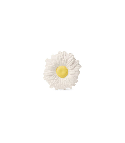Margarita the Daisy